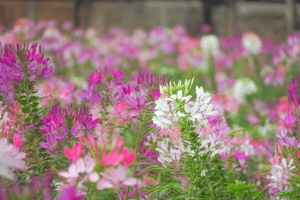 Hoa túy điệp khoe sắc rực rỡ ngay tại trung tâm Đà Lạt thu hút mọi ánh nhìn của du khách